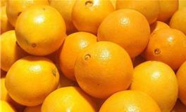 天秤座代表的水果