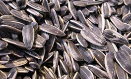 梦见瓜子是什么意思啊