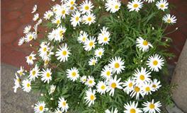 双子座的守护花