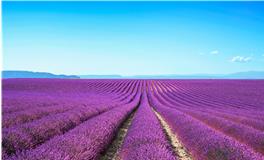 处女座的守护花