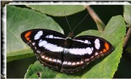 狮子座代表的蝴蝶