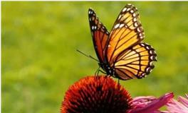 水瓶座代表的蝴蝶