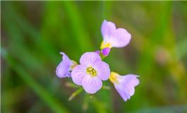 独特好听的双胞胎小名