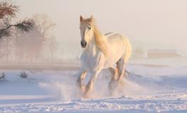 做梦梦见马是什么意思