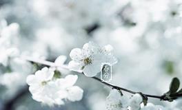 春分的古诗，描写春分的古诗