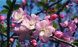 祝福短信大全，春分短信祝福语大全