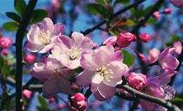 关于春分的资料