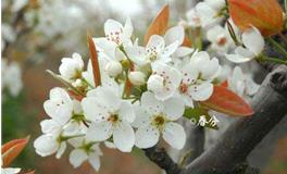 关于春分的诗句，关于春分的古诗大全