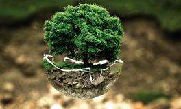 富贵竹适合放客厅吗