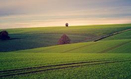 发财树办公室摆放位置