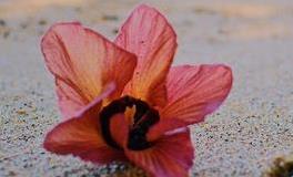 苏珊米勒周末运势（5.4-5.5）