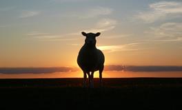 女人梦见一群白羊