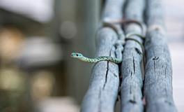 男人梦见蛇是什么意思