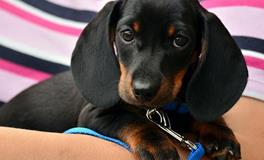 怀孕了梦到大黑狗