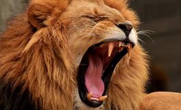 梦见狮子在大声吼叫