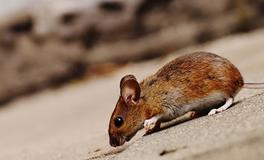 梦见老鼠进屋是什么意思