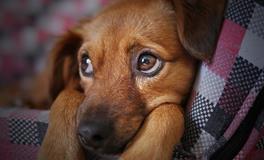 梦见好多刚出生的小狗