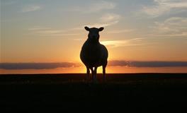 孕妇梦见山羊是什么意思