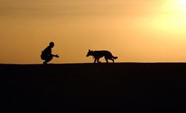 梦见狗变成人是什么意思