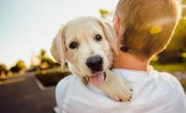 梦见好多金毛狗什么意思