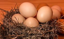 梦见很多鸡和鸡蛋