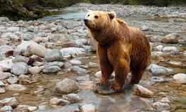 做梦梦见被熊追