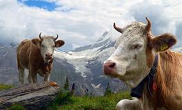 做梦梦见牛打架