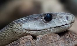 梦见自己被一条大黑蛇咬了