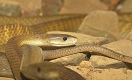 梦见两条大蟒蛇追着我