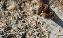 梦见大蛇被剥皮