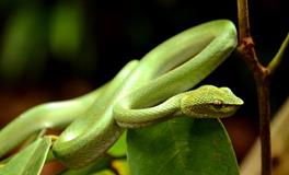 梦见蛇咬到了猫