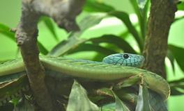 梦见眼镜蛇吃人