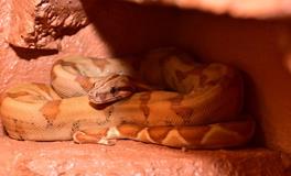 梦见手被蛇咬是什么意思