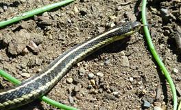 梦见被蛇缠住了身体