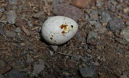 梦见蛇下蛋意味着什么