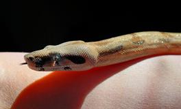 梦见家人被蛇咬手