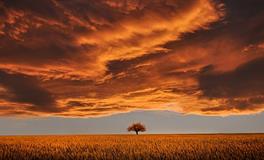 梦见大树倒了是什么意思