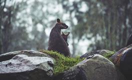 梦见石头里有泉水流出
