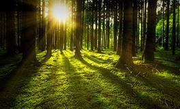 梦见自己从悬崖上滑下来