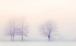 梦见树木的寓意