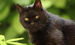 孕妇梦见黑猫很可爱