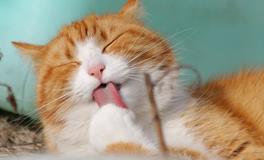 孕妇梦见被猫咬是什么意思