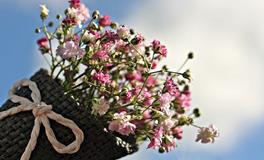 室内养花风水知识