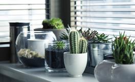 正南阳台养花风水好吗