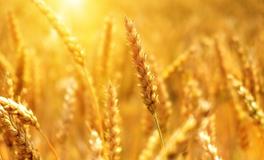 孕妇梦见稻谷黄了有什么含义