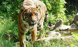 梦见老虎把别人吃了