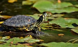 梦见乌龟变成小孩是怎么回事