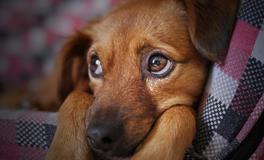 梦见打别人家的狗是什么意思呢