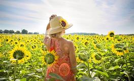 大暑三候指什么