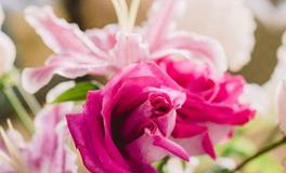 紫微14主星一周运势（8.12-8.18）